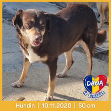 DANA, Hund, Mischlingshund in Rumänien