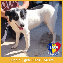 TARA, Hund, Mischlingshund in Rumänien