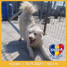 SHIEVA, Hund, Mischlingshund in Rumänien