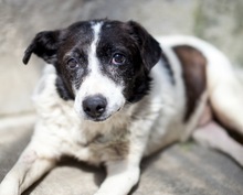 BANJO, Hund, Mischlingshund in Rumänien