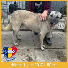 SHIRO, Hund, Mischlingshund in Rumänien