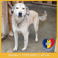 ILVY, Hund, Mischlingshund in Rumänien