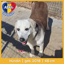 APRIL, Hund, Mischlingshund in Rumänien