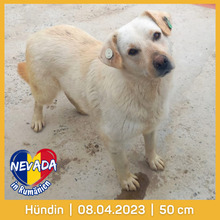 NEVADA, Hund, Mischlingshund in Rumänien