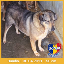 SONJA, Hund, Mischlingshund in Rumänien