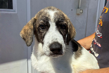 APRIL, Hund, Segugio-Mischling in Italien