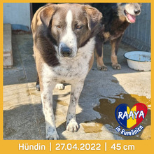 RAAYA, Hund, Mischlingshund in Rumänien