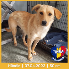 TIMBA, Hund, Mischlingshund in Rumänien
