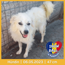 SNOWBALL, Hund, Mischlingshund in Rumänien