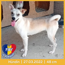 FIBY, Hund, Mischlingshund in Rumänien