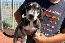 JOSHIPICCOLO, Hund, Segugio-Mischling in Italien