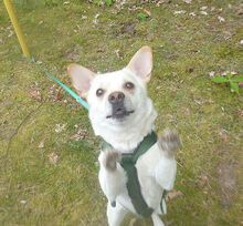 JACK, Hund, Jack Russell Terrier-Mix in Potsdam