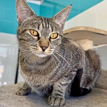 TOIRA, Katze, Europäisch Kurzhaar in Spanien