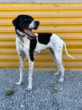 INNA, Hund, English Pointer in Zypern