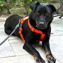 MERIA, Hund, Labrador Retriever-Mix in Lauf