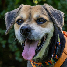 SERVUS MAX, Hund, Mischlingshund in Lauf