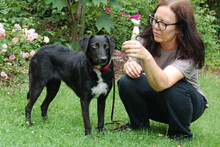 JUNE, Hund, Mischlingshund in Lauf