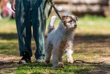 ASLAN, Hund, Mischlingshund in Polen