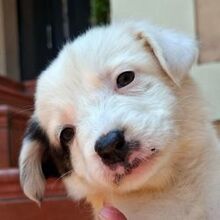 VICTORIA, Hund, Mischlingshund in Griechenland