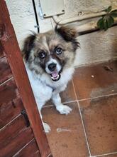 SOANA, Hund, Mischlingshund in Spanien