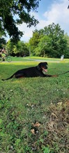 HADES, Hund, Dobermann in Voerde