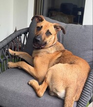 OTTO, Hund, Mischlingshund in Nürnberg