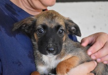 TALISSE, Hund, Mischling in Italien