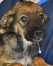 TAREO, Hund, Mischling in Italien