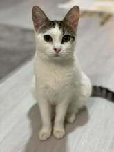LATTE, Katze, Hauskatze in Rumänien