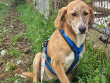 VANILLA, Hund, Mischlingshund in Griechenland