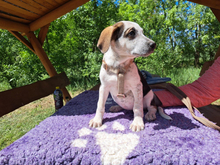 CLOE, Hund, Mischlingshund in Vaterstetten