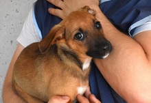 THELYA, Hund, Mischling in Italien