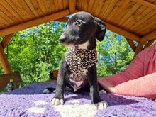 COSIMO, Hund, Mischlingshund in München