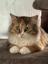 STELLAMIMI, Katze, Hauskatze in Ketsch