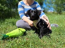 NELLY, Hund, Mischlingshund in Vaterstetten