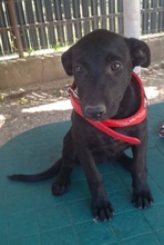 EBONY, Hund, Mischlingshund in Schnaitsee