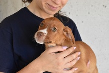 THORA, Hund, Mischlingshund in Italien