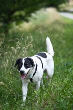THANO, Hund, Mischlingshund in Johannesberg