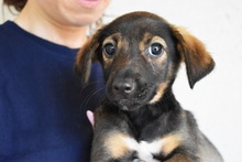 TOKE, Hund, Mischlingshund in Italien