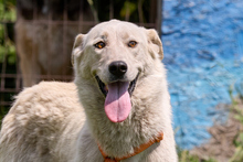 TAMARA, Hund, Mischlingshund in Russische Föderation