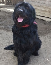 JOSEF, Hund, Schnauzer-Mix in Ungarn