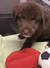 LUZIE, Hund, Mischlingshund in Rumänien
