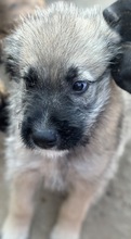 LUC, Hund, Mischlingshund in Rumänien