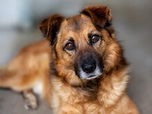 JOKO, Hund, Mischlingshund in Rumänien