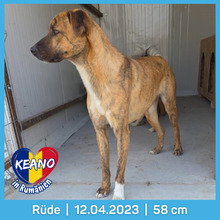KEANO, Hund, Mischlingshund in Rumänien