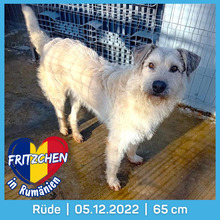 FRITZCHEN, Hund, Mischlingshund in Rumänien