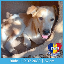 ZAZU, Hund, Mischlingshund in Rumänien