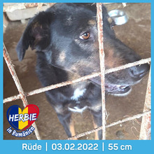 HERBIE, Hund, Mischlingshund in Rumänien
