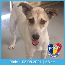 MONTY, Hund, Mischlingshund in Rumänien