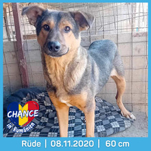 CHANCE, Hund, Mischlingshund in Rumänien